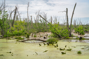 Swamp Lands at Indiana Dunes National Park