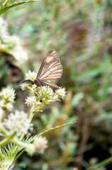 butterfly on leaf