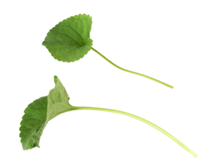 Set of Viola green leaves isolated on white or transparent background