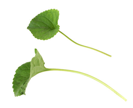 Set of Viola green leaves isolated on white or transparent background