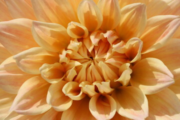 Fototapeta premium 黄色いダリアの花