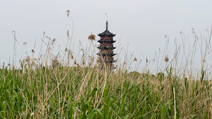 Large reeds and ancient towers