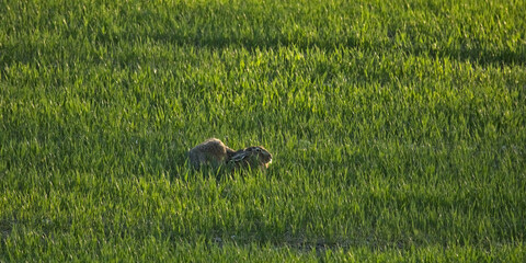 Hare in the spring meadow, Lepus Europaeus, the brown hare in wild habitat between gras and flowers...