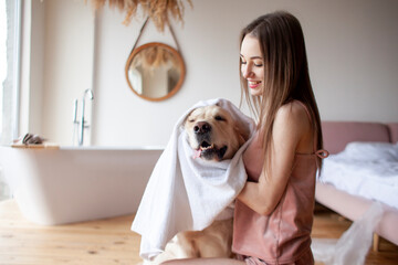 young woman in the bathroom wipes the dog with towel, the girl dries the golden retriever after bathing