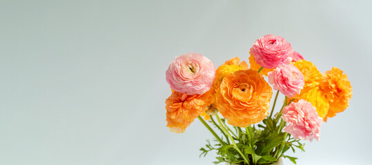 Multicolored bouquet of ranunculus on a white background