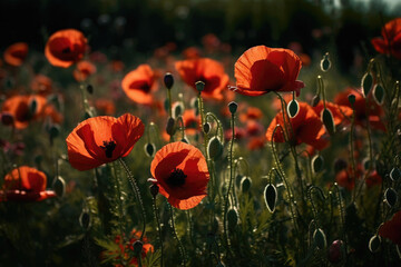 Obraz premium poppy field in summer
