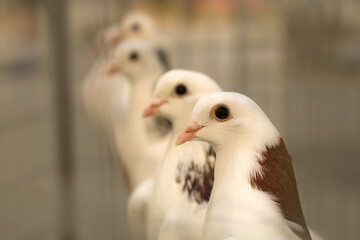 Pigeons. Ornamental birds. Decorative pigeon. Cute Bird closeup. Pigeon exhibition.