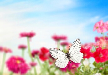 Beautiful colored butterfly on wild flowers in field