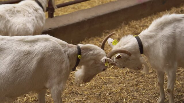 Two young goats fighting with their heads at an animal farm.
