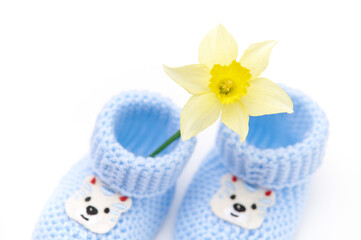 Close-up top view. Pair of handmade blue knitted baby socks, booties and yellow daffodil flower, on isolated background. Newborn clothing and fashion. Expecting baby. Pregnancy Copy advertising space