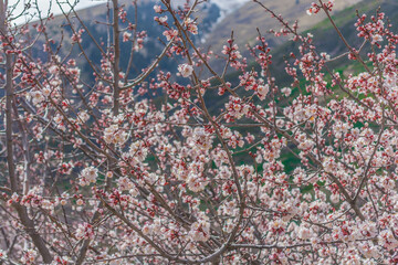 Apricot blossom in Kyrgyzstan mountains