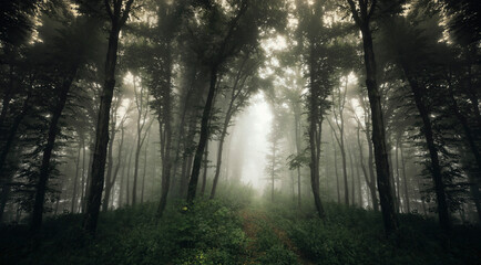 green forest path in the morning fog