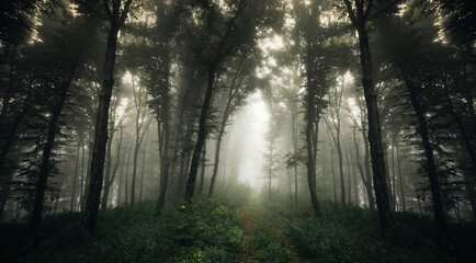 Obraz premium green forest path in the morning fog