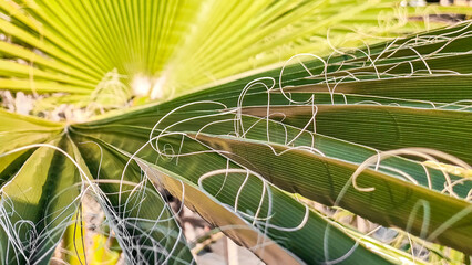 Background of green tropical palm leaf, close-up
