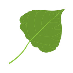 Poplar leaf close-up. Green leaf on a white background.