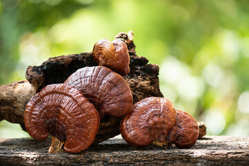Reishi or lingzhi mushroom on bokeh nature background.