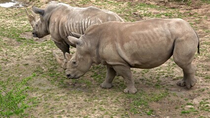 Obraz premium Southern white rhinoceros (Ceratotherium simum simum). Critically endangered animal species.