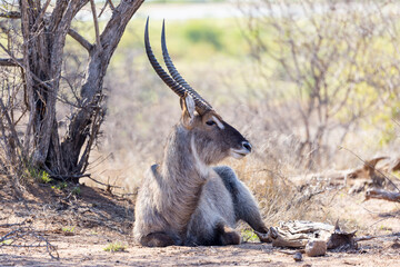 Waterbuck resting in the shade of a tree
