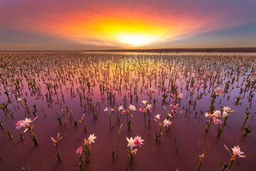 Lilies in the water on lily pan on Sandhof farm - obrazy, fototapety, plakaty
