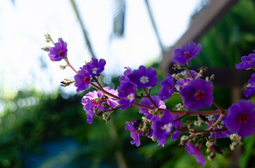 Flores de Ilha Bela.