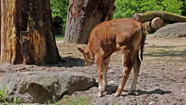 Baby Aurochs, Heck cattle, Bos primigenius taurus, claimed to resemble the extinct aurochs. Domestic highland cattle