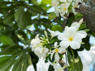 Obraz na płótnie Canvas White frangipani tropical flowers