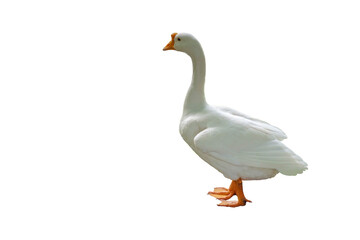 Obraz premium white goose isolated on white background