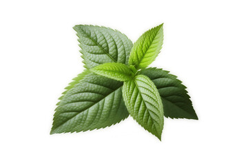 Naklejka na ściany i meble Mint leaf. Fresh mint on white background. Mint leaves isolated.