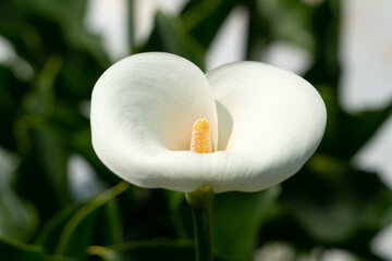 Beautiful white calla lily in the garden.