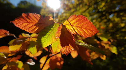 Obraz premium close-up of autumn leaves shining in the sun. Generative Ai