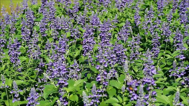 Footage of gorgeous blossoming Lavenders with a swarm of bees collecting nectar