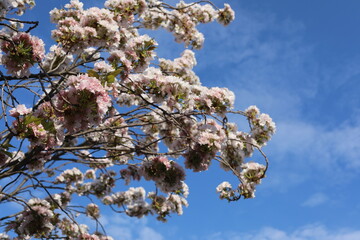 Scenic pink sakura blossom in spring. Beautiful natural view for postcard. Light pink flowers in the garden.