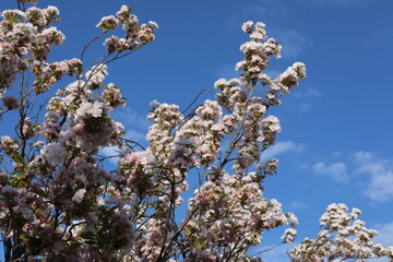 Scenic pink sakura blossom in spring. Beautiful natural view for postcard. Light pink flowers in the garden.