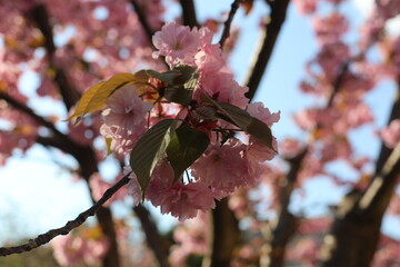 Scenic pink sakura blossom in spring. Beautiful natural view for postcard. Light pink flowers in the garden.