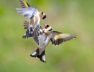 Goldfinches squabbling in flight 