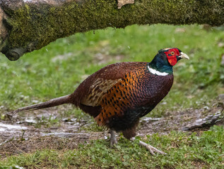 Common pheasant (male), cock pheasant
