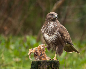Common buzzard with caught prey