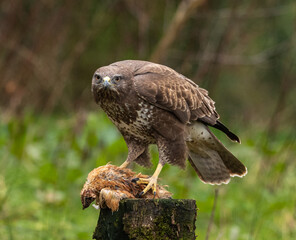 Common buzzard with caught prey