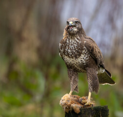 Common buzzard with caught prey