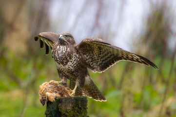 Common buzzard with caught prey
