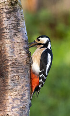 Great spotted woodpecker