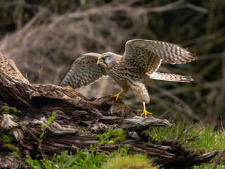 Common kestrel