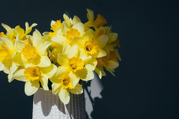 Yellow daffodils in a white vase on a dark background in bright daylight with shadows. Front view