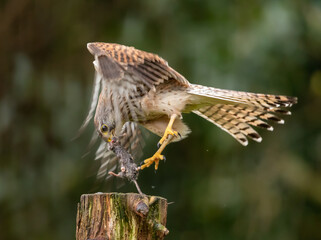 Common kestrel with freshly caught prey