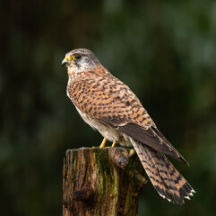 Common kestrel