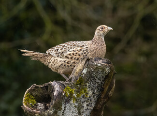 Common pheasant (female): hen pheasant