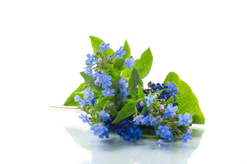 small blue forget-me-not flowers on white background