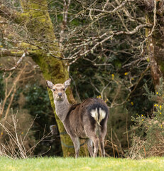 SIKA DEER