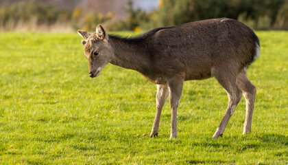 SIKA DEER