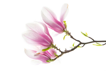 Fototapeta na wymiar Beautiful pink magnolia flower on white background